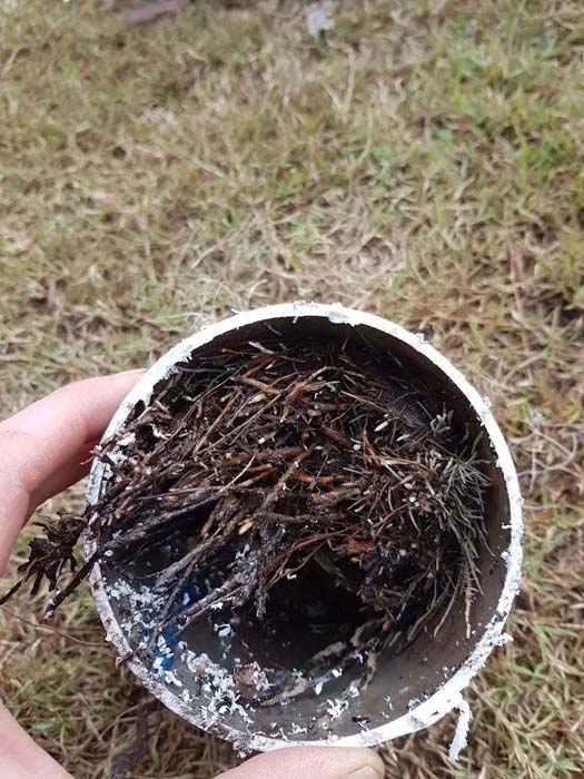 Blocked drain with tree roots | You found what in my drain? | Parallel Plumbing and Gas Blog